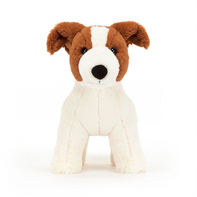 Hund Jack Russell Albert